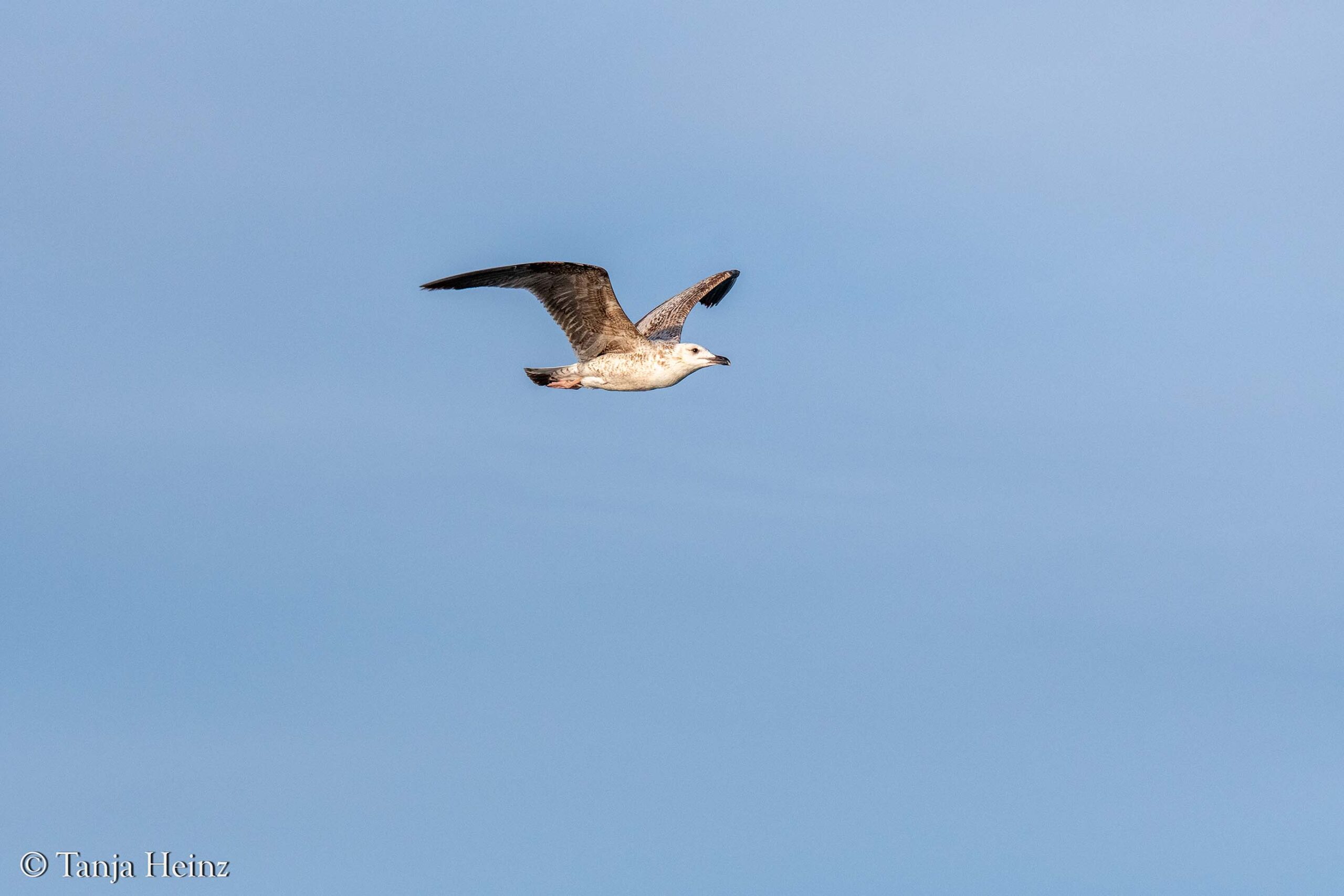 Vögel vor Spaniens Küsten