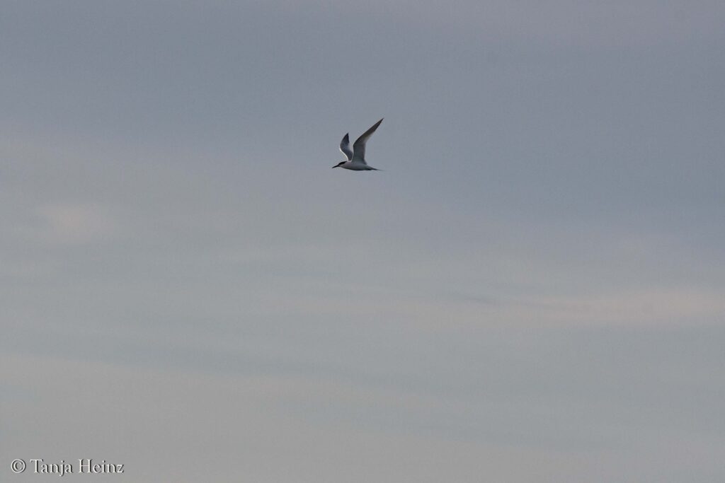 birds off the coast of Spain
