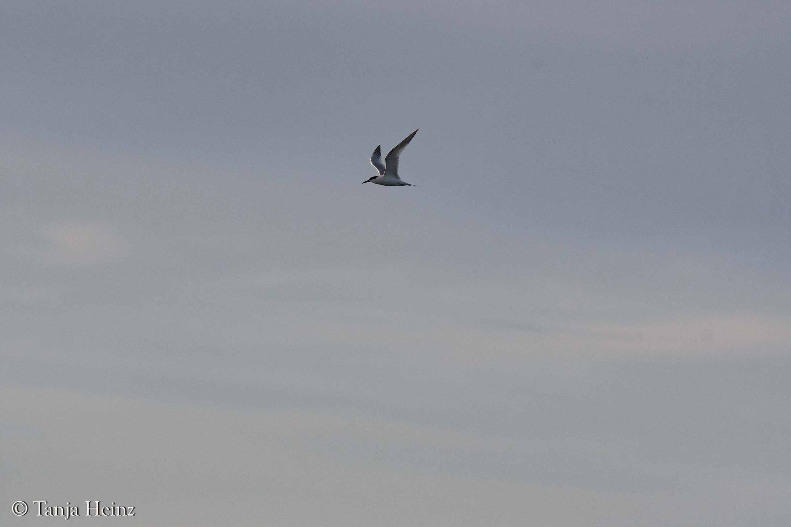 Vögel vor Spaniens Küsten