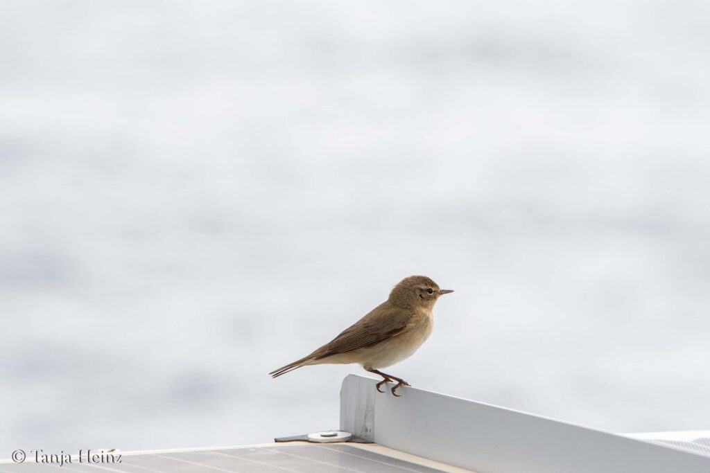 bird watching in a boat
