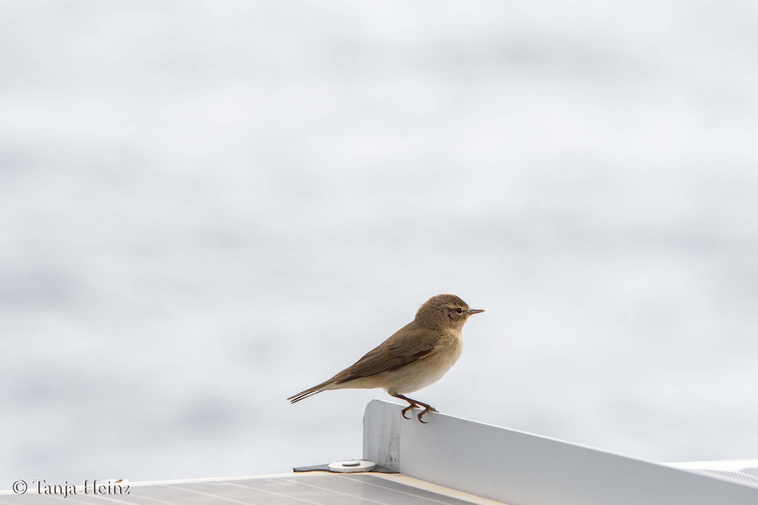 Vögel beobachten auf dem Meer