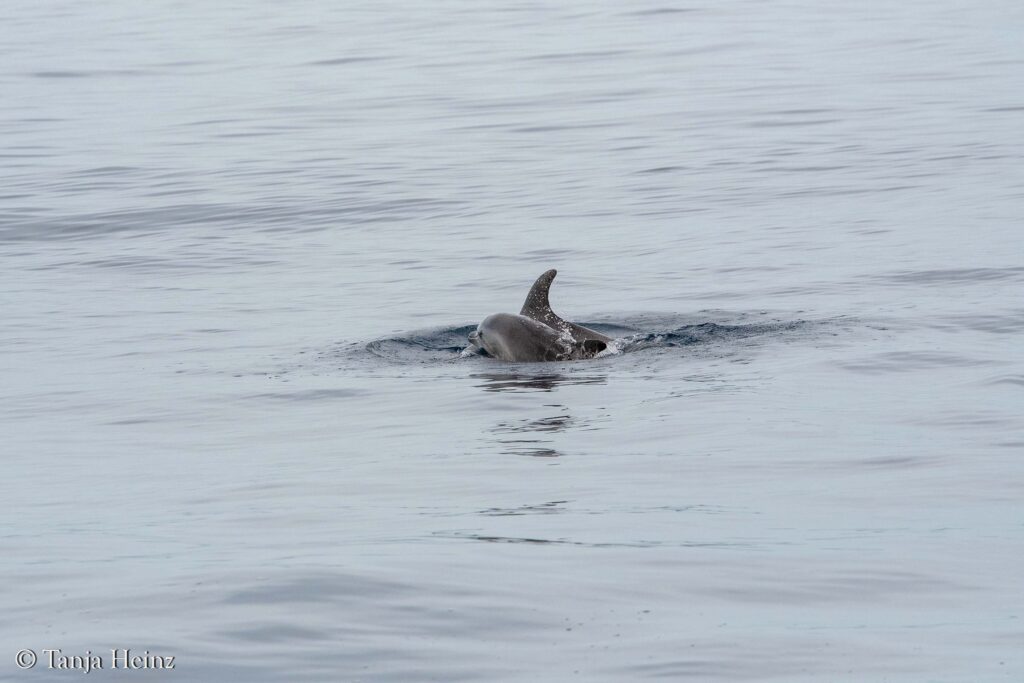 fin whales off the coasts of Spain