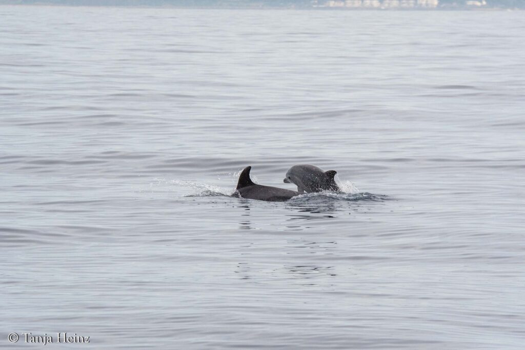 fin whales off the coasts of Spain