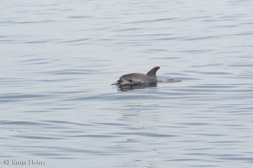 fin whales off the coasts of Spain