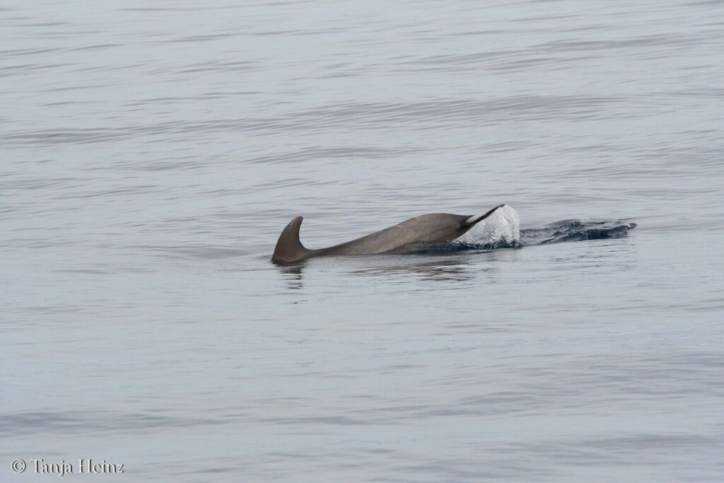 fin whales off the coasts of Spain