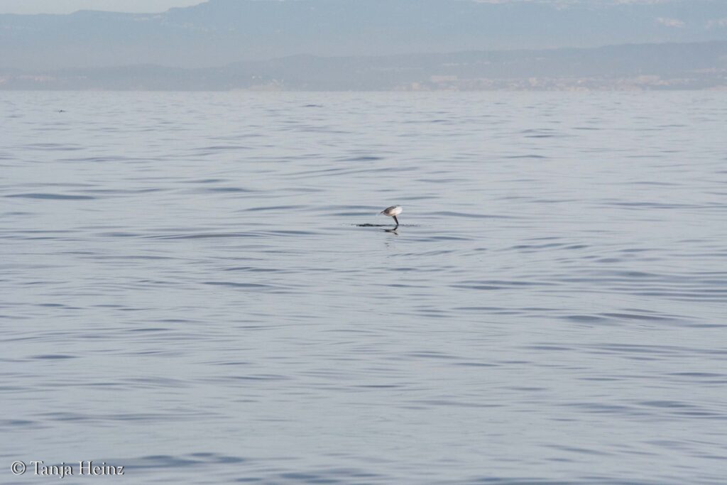 fin whales off the coasts of Spain