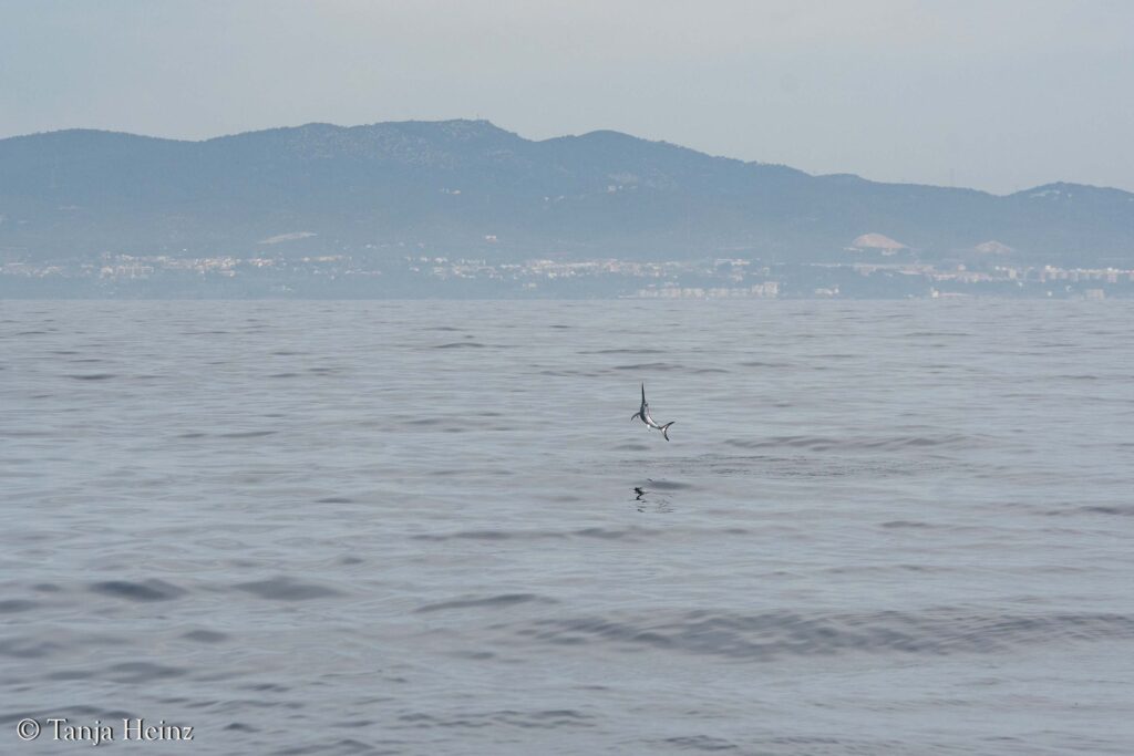 fin whales off the coasts of Spain