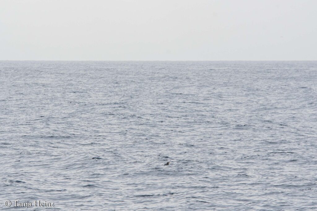 puffins in the Mediterranean Sea