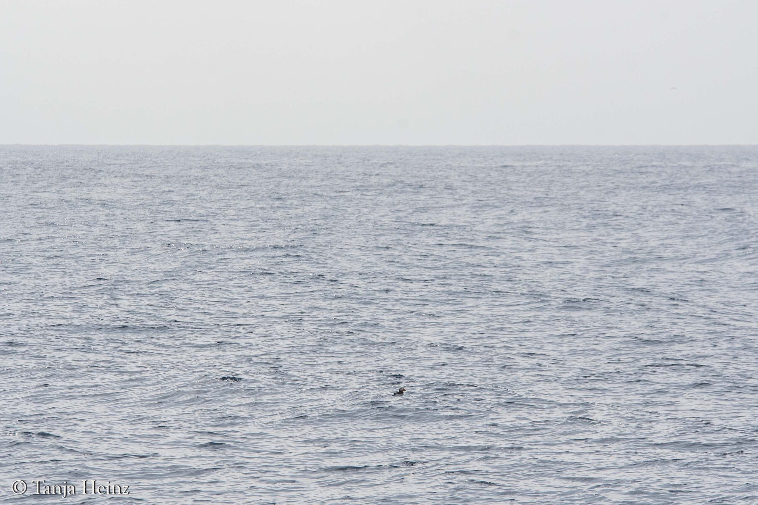 Papageitaucher im Mittelmeer