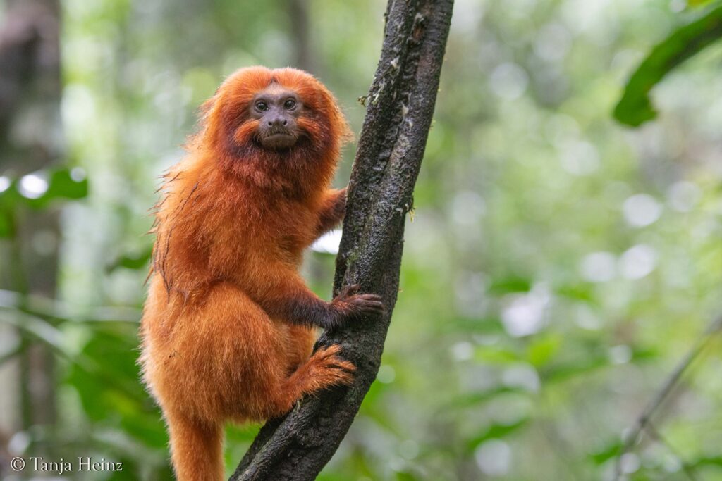 Golden lion tamarin