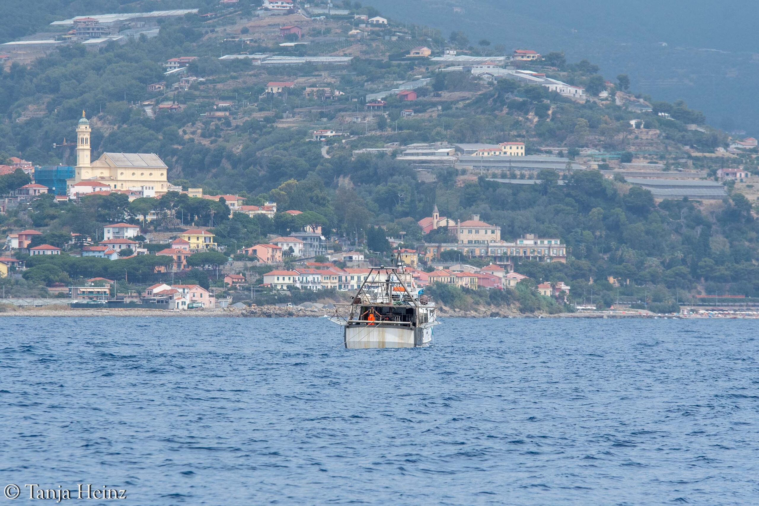 whales and dolphins in the Medieterranean Sea