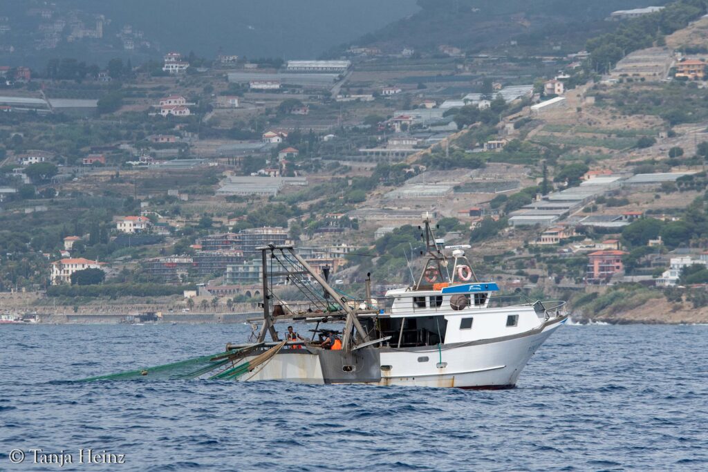 Wale und Delfine im Mittelmeer