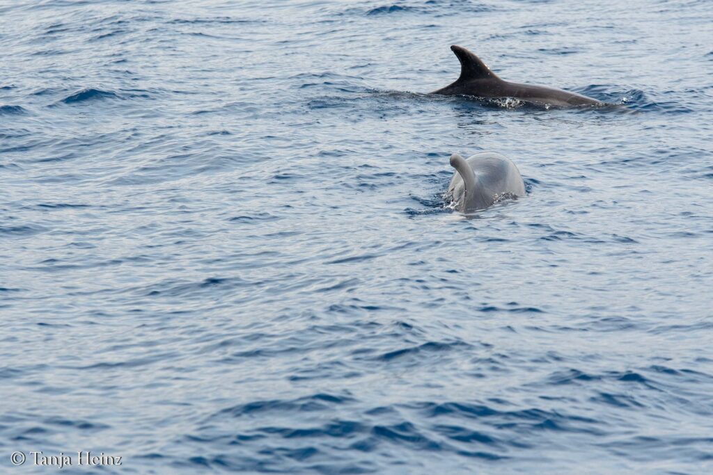 Wale und Delfine im Mittelmeer