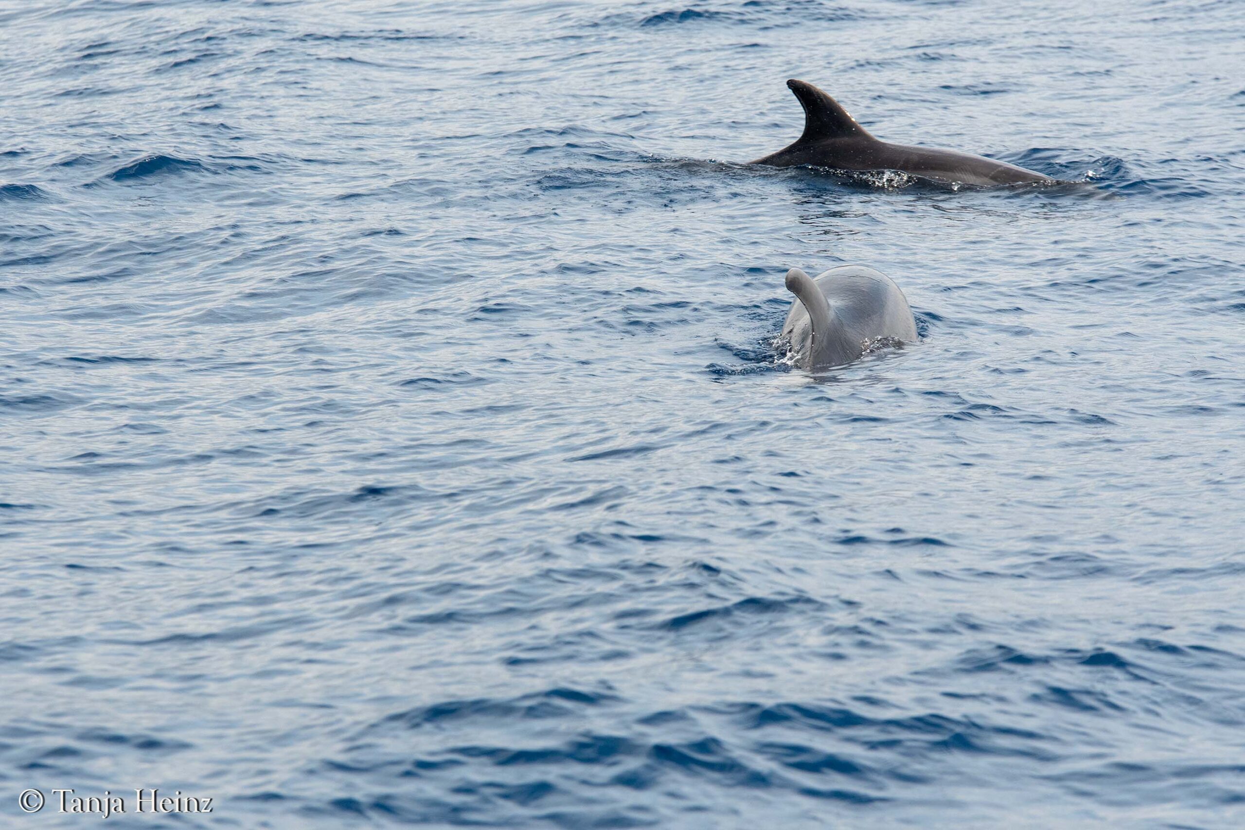 whales and dolphins in the Medieterranean Sea