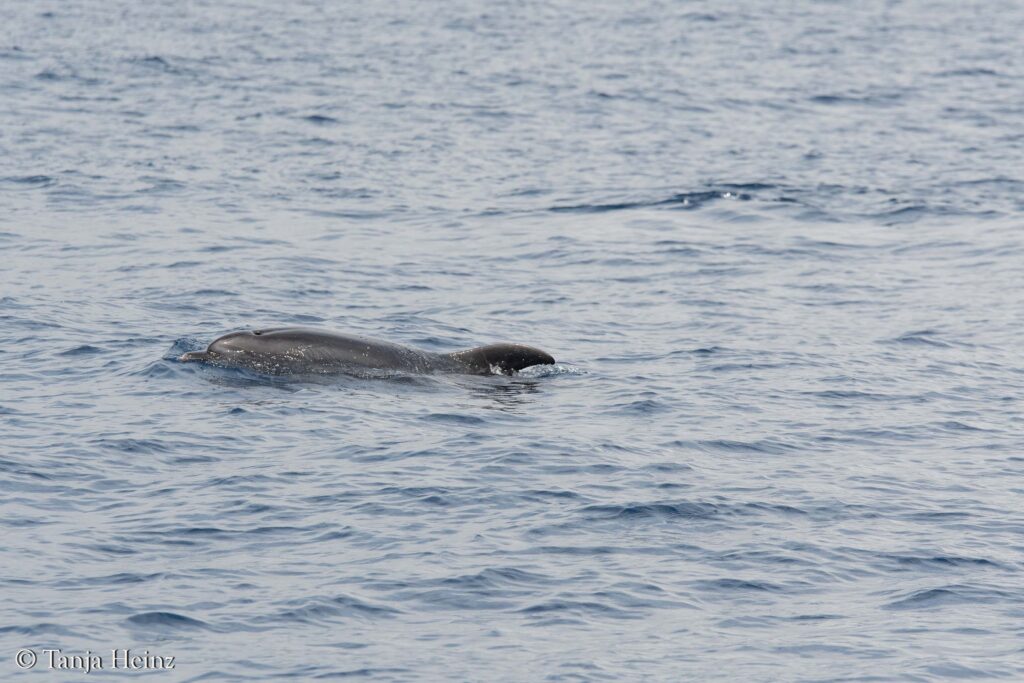 Wale und Delfine im Mittelmeer