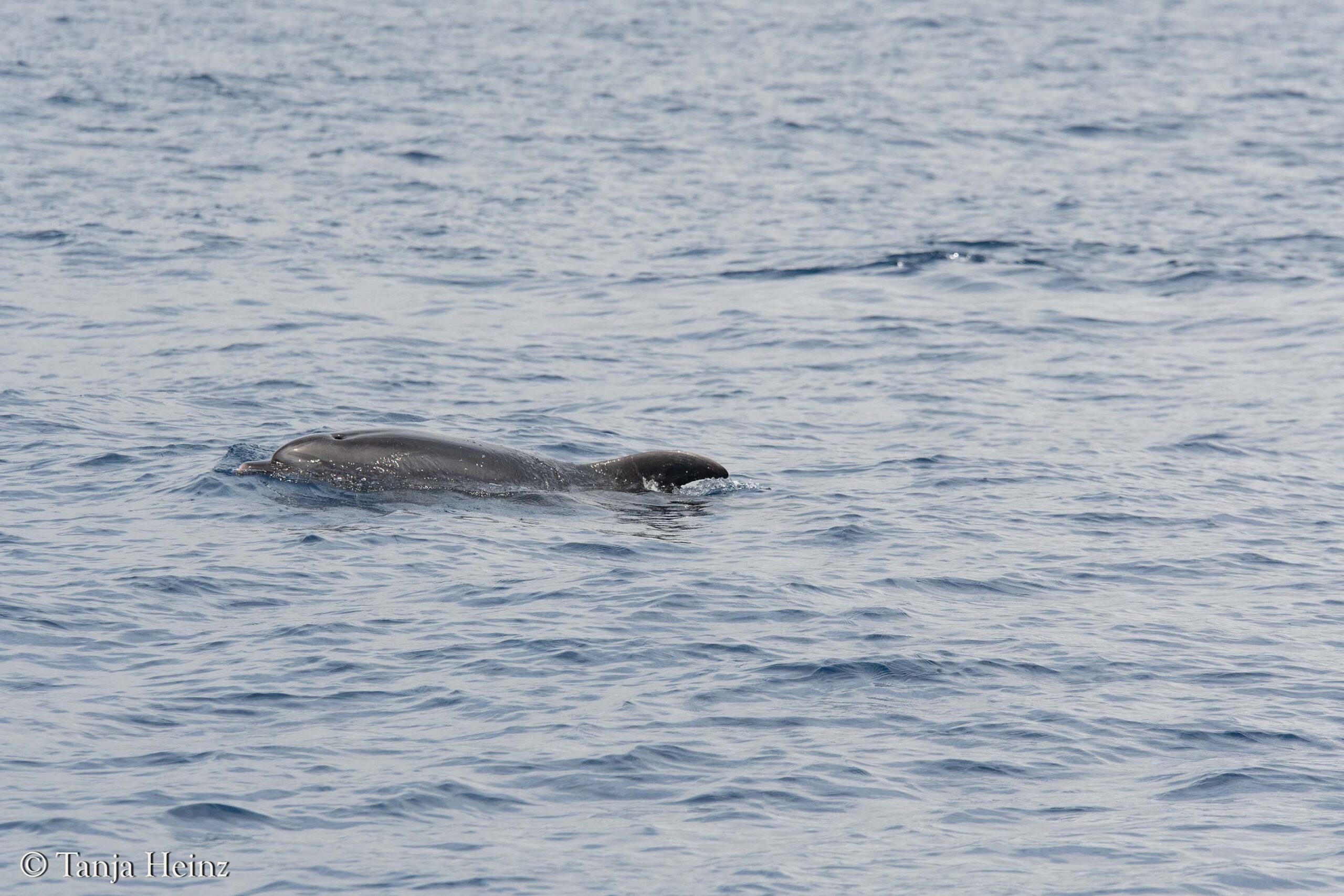 whales and dolphins in the Mediterranean Sea