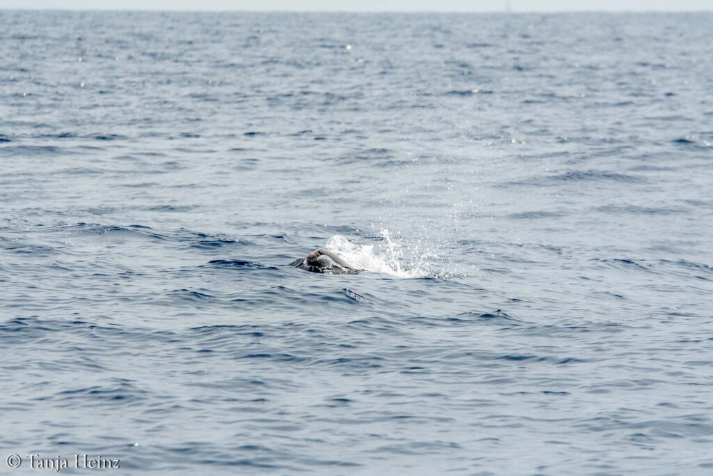 Wale und Delfine im Mittelmeer