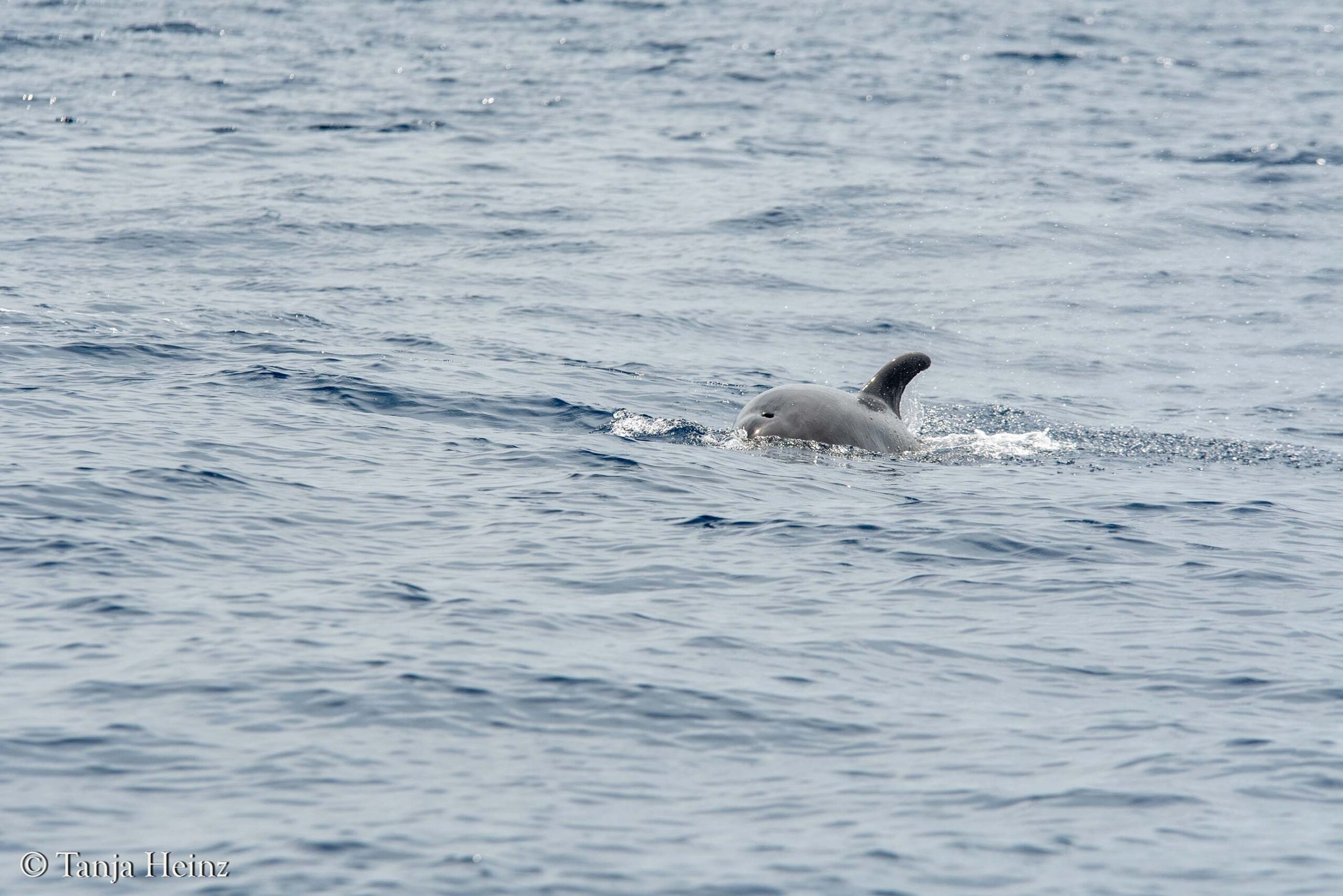bottlenose dolphins in the Mediterranean Sea