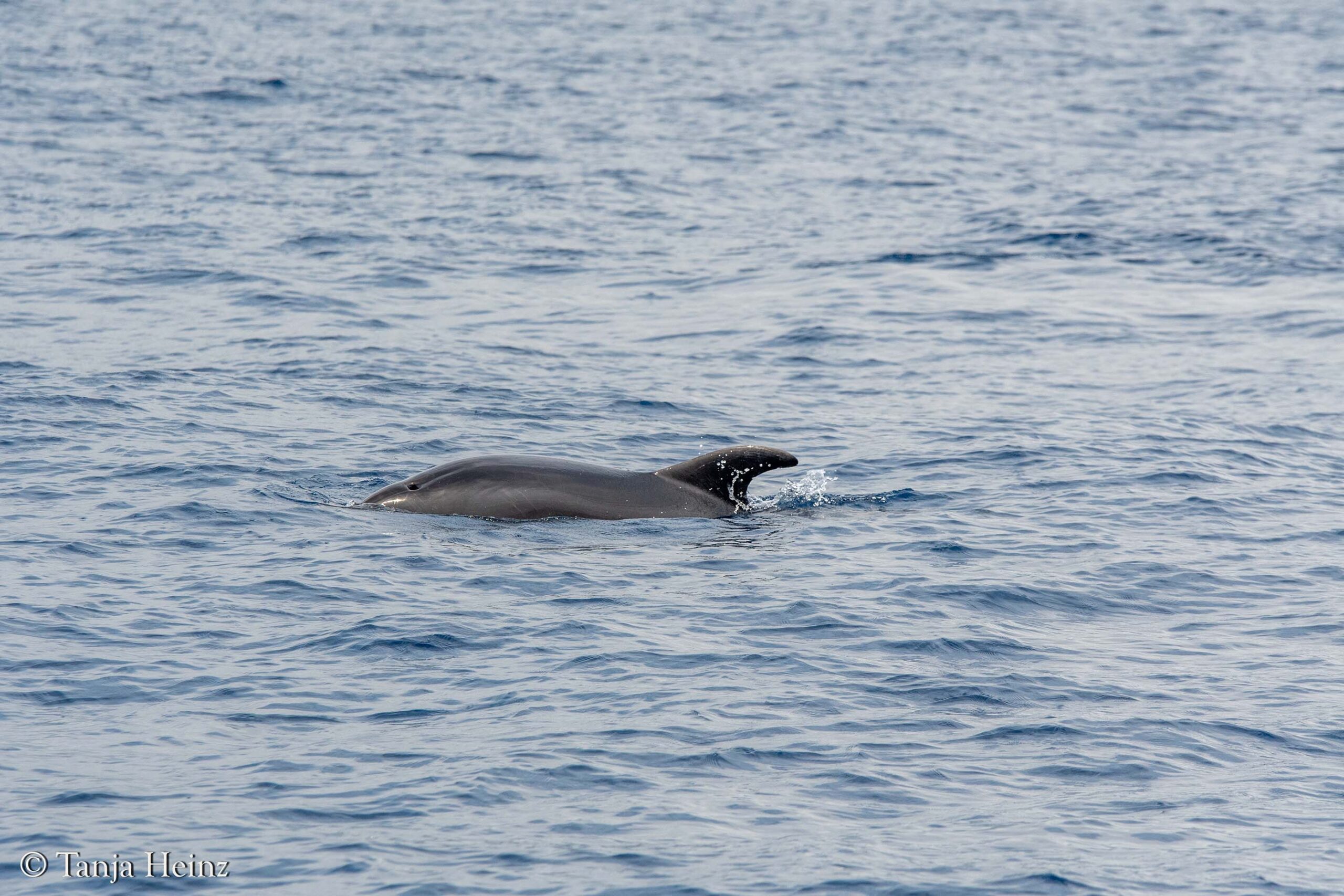 bottlenose dolphins in the Mediterranean Sea