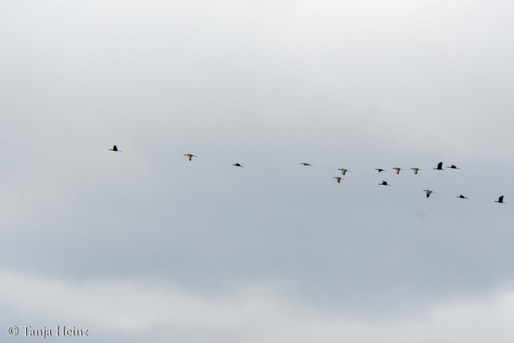 Vogelbeobachtung in Italien