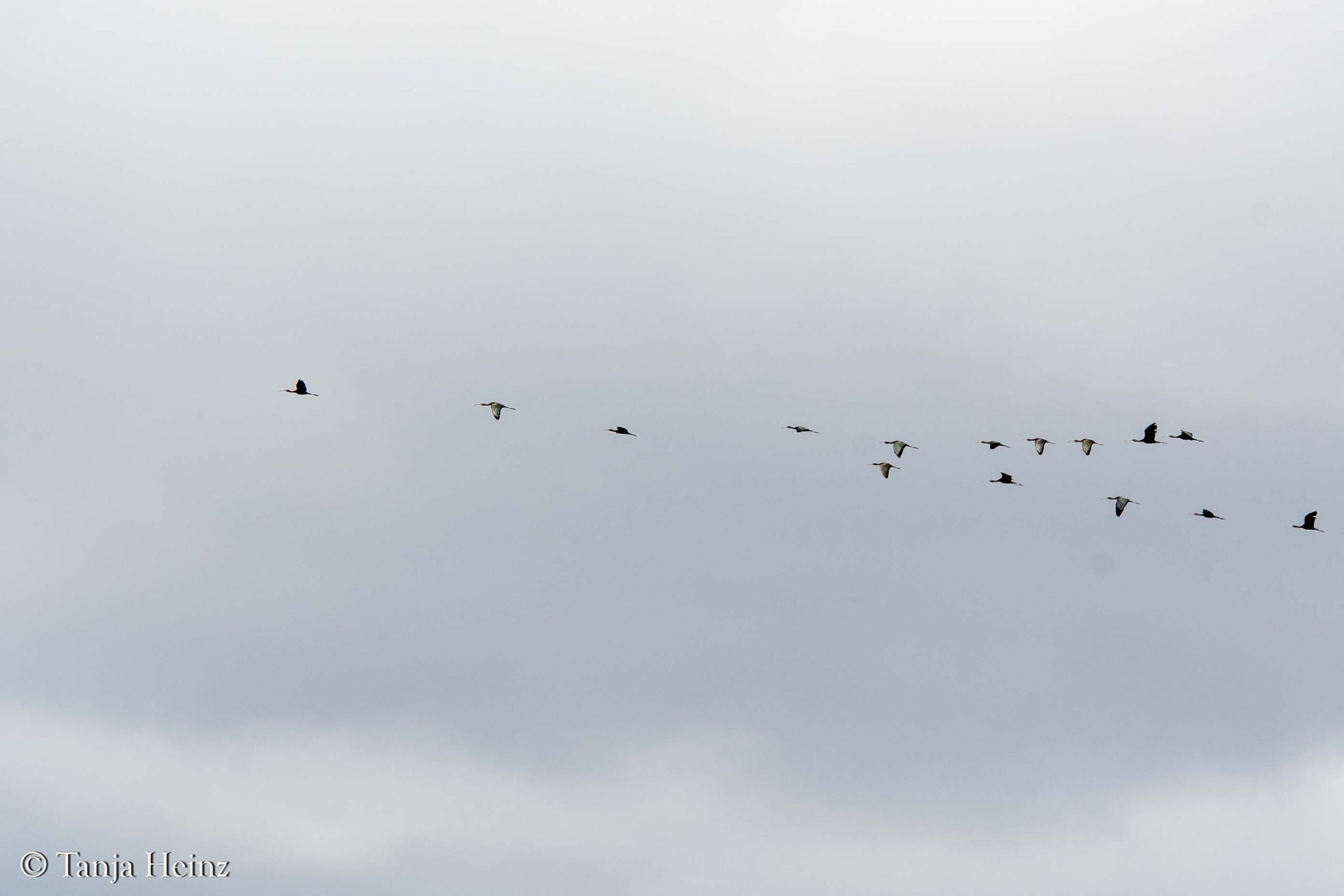 bird watching in Italy