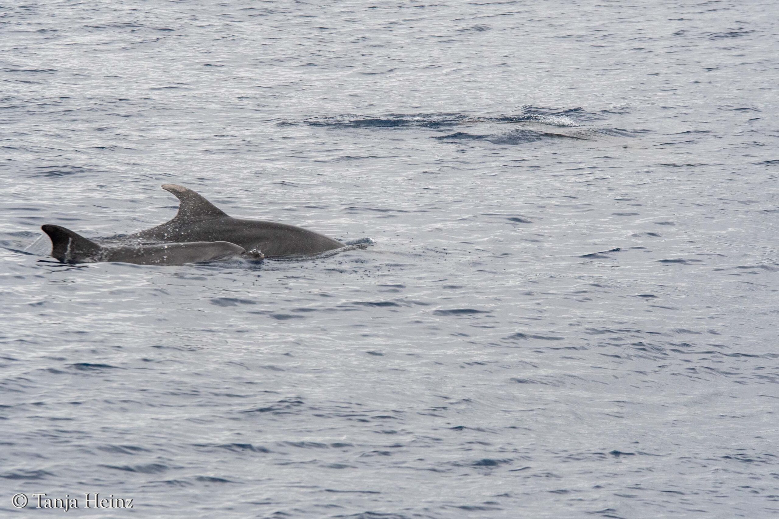 bottlenose dolphins in Sanremo