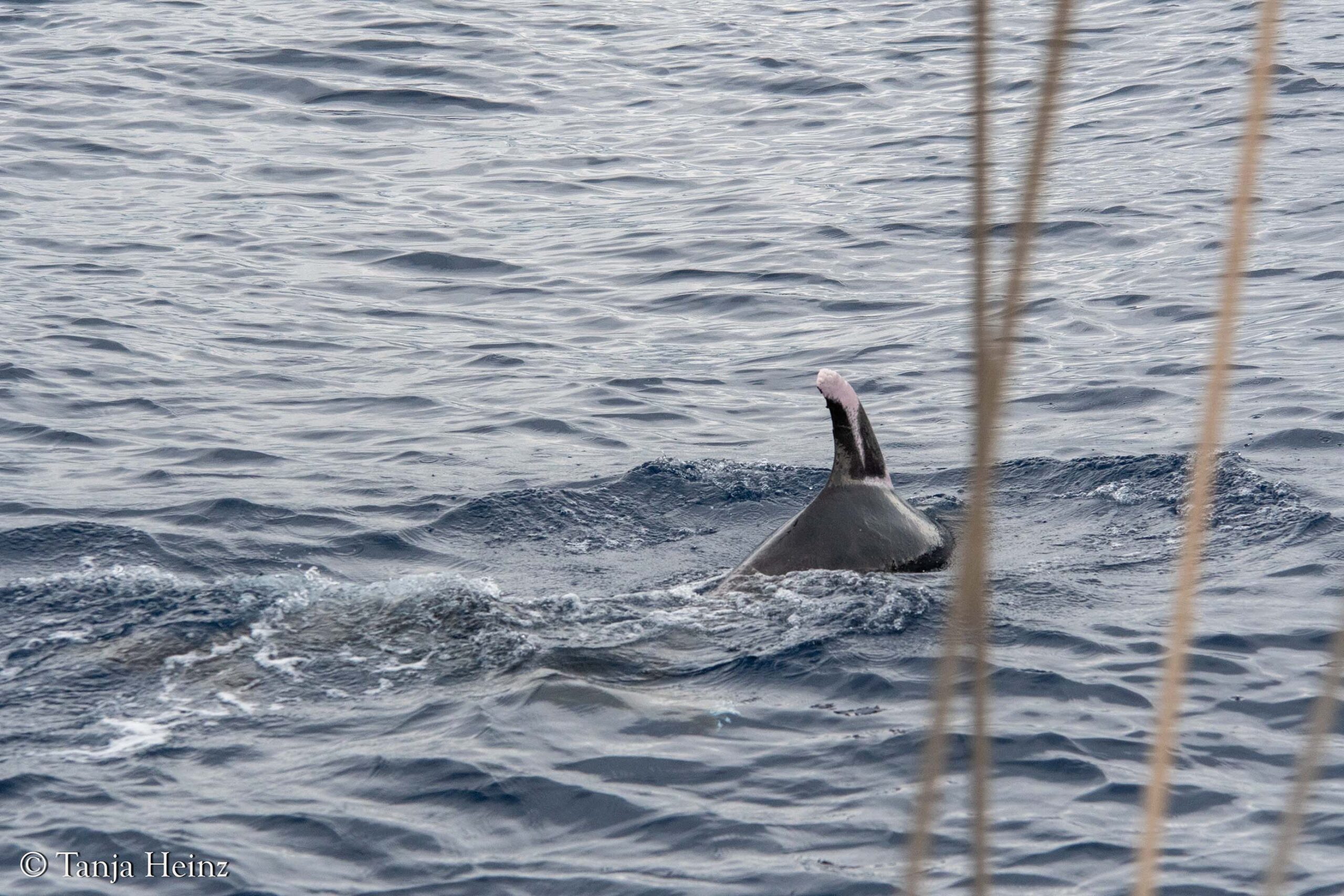 bottlenose dolphins in Sanremo