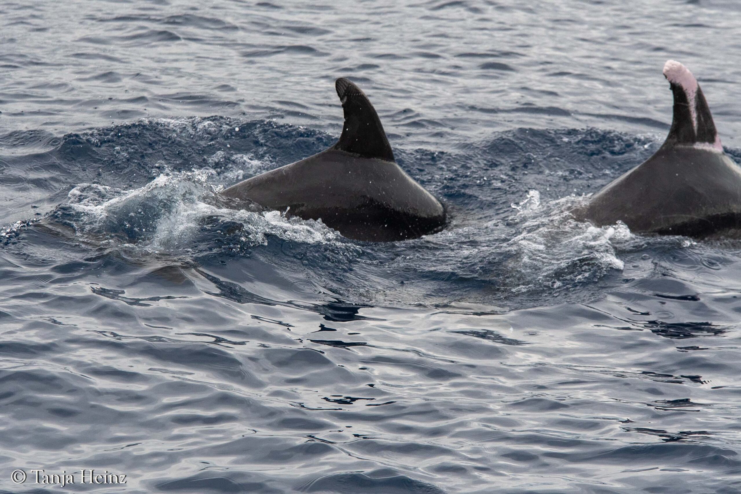 bottlenose dolphins in Sanremo