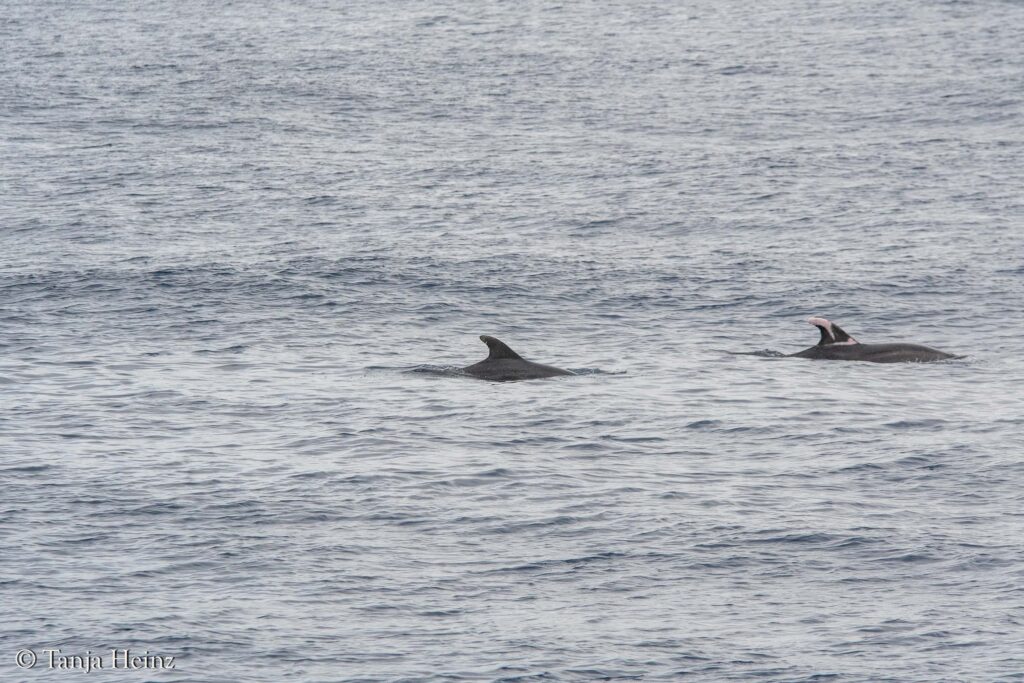 Wale und Delfine im Mittelmeer