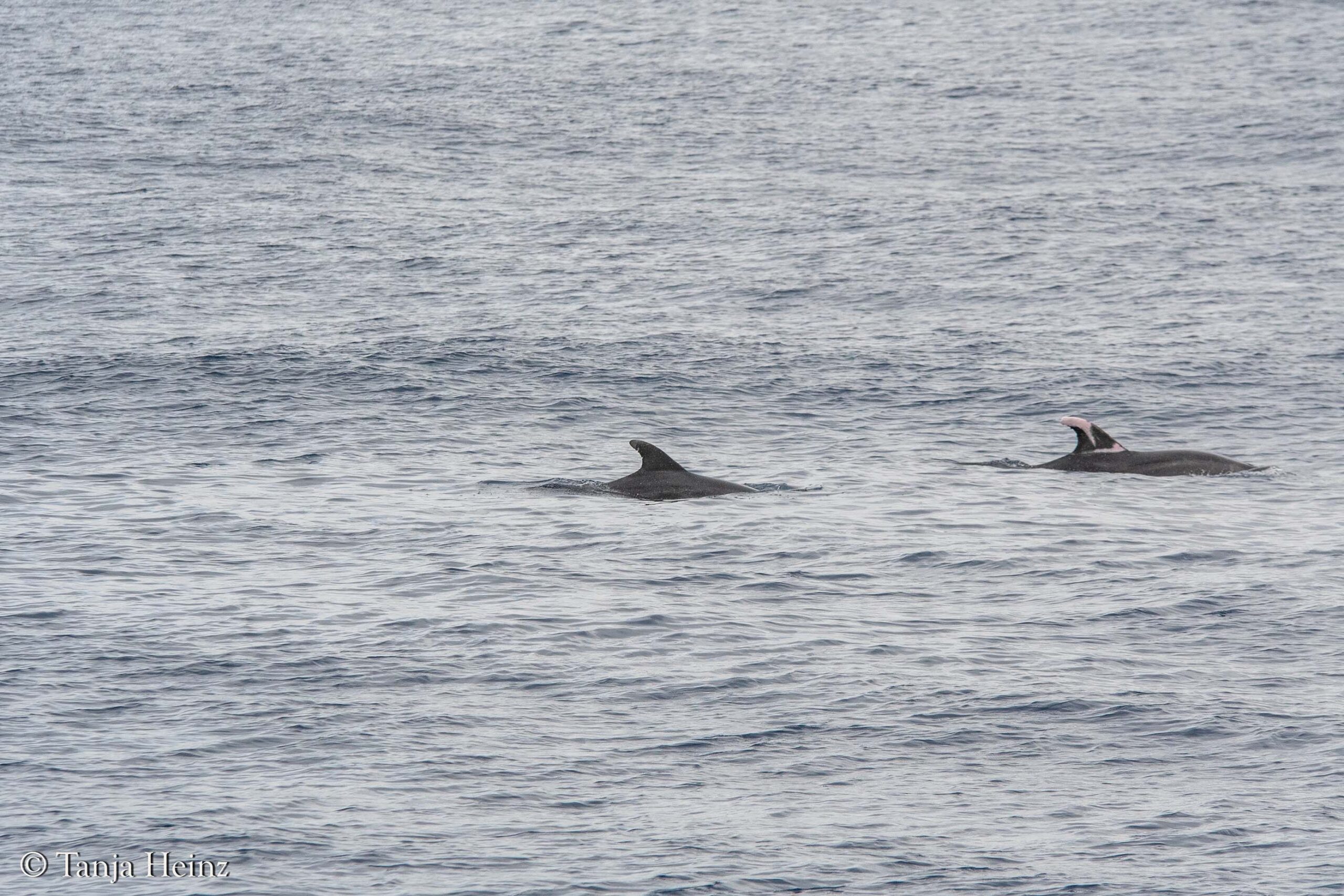 whales and dolphins in the Mediterranean Sea