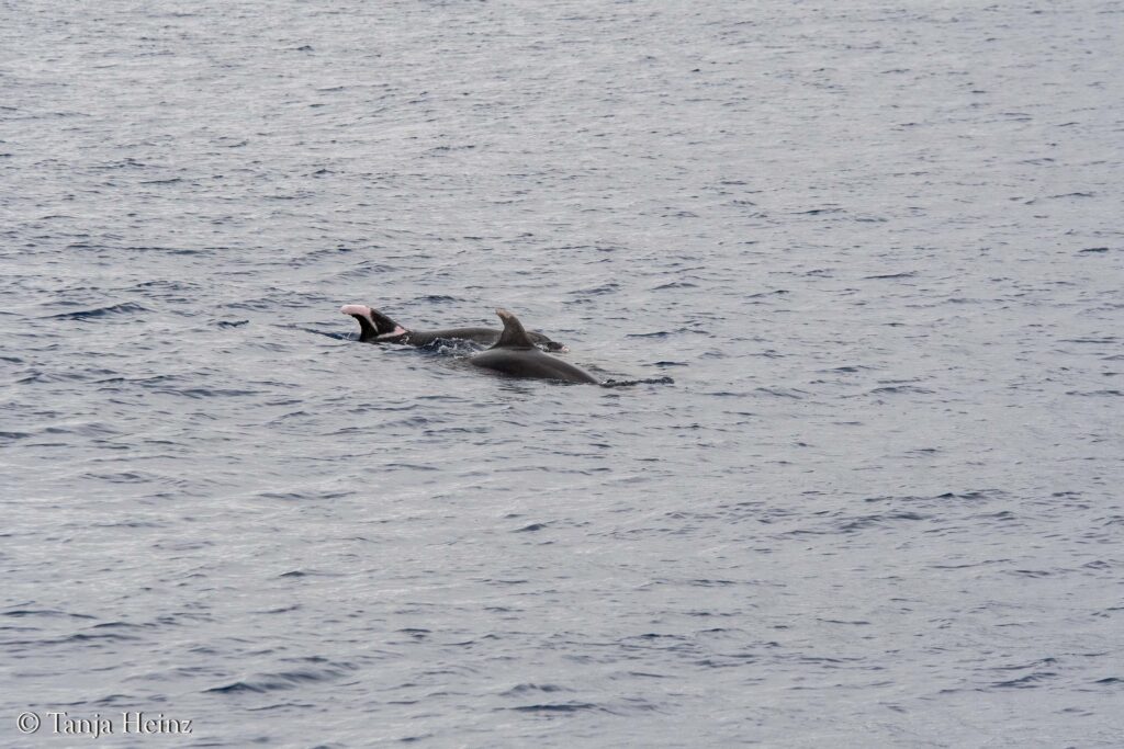 Wale und Delfine im Mittelmeer