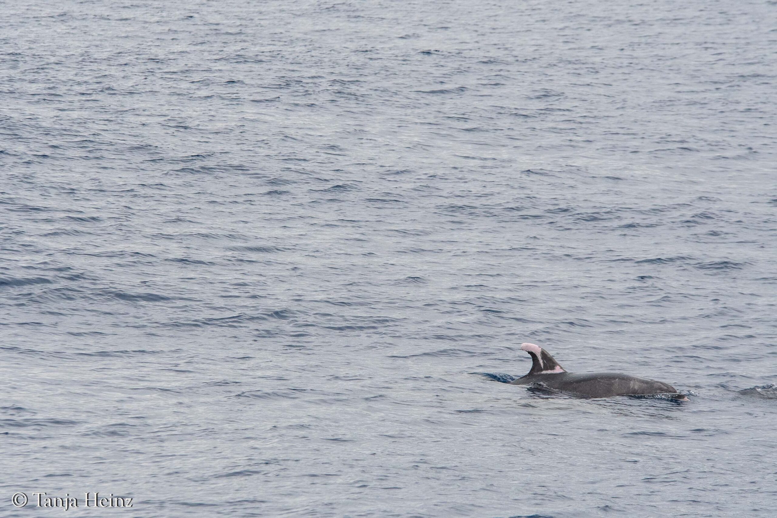 whales and dolphins in the Mediterranean Sea