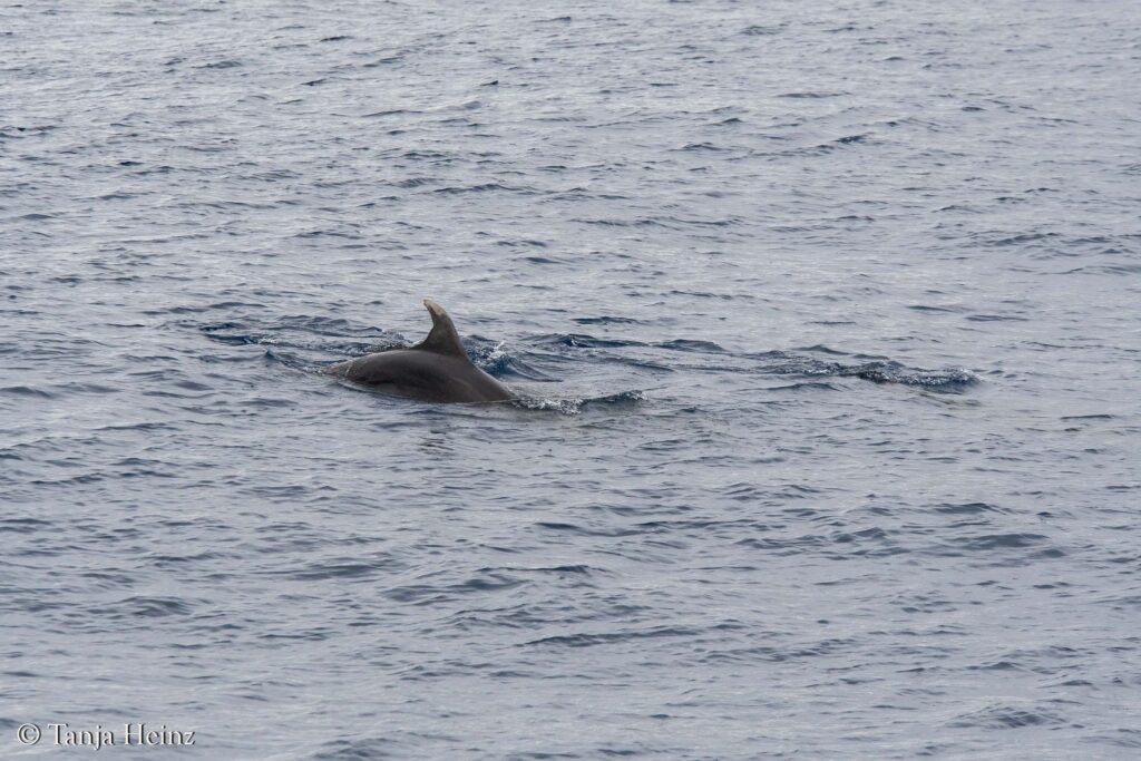 Wale und Delfine im Mittelmeer
