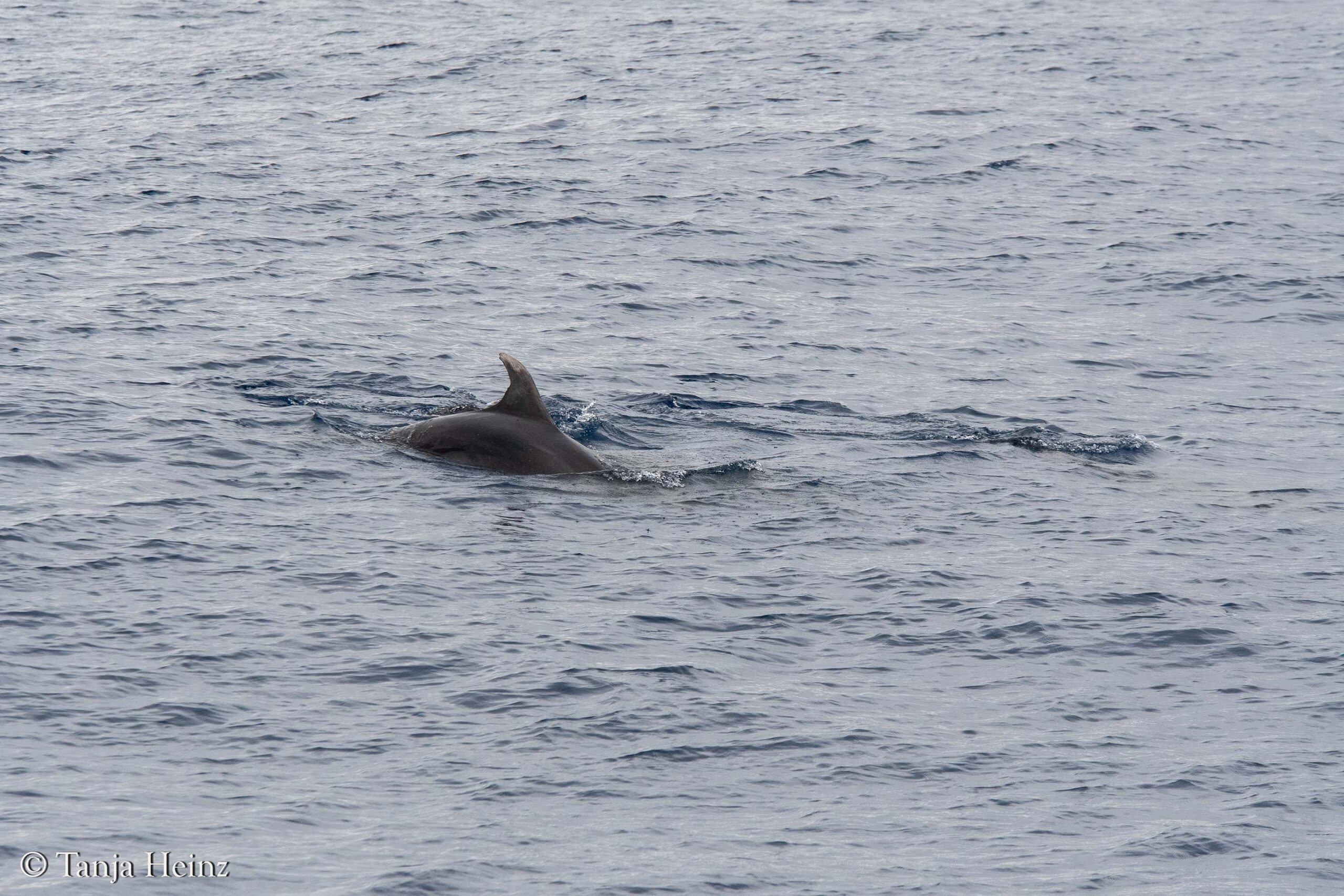 whales and dolphins in the Mediterranean Sea