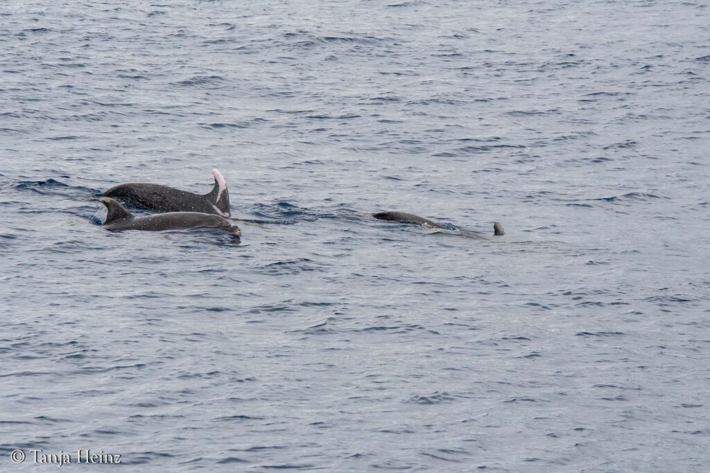 Wale und Delfine im Mittelmeer