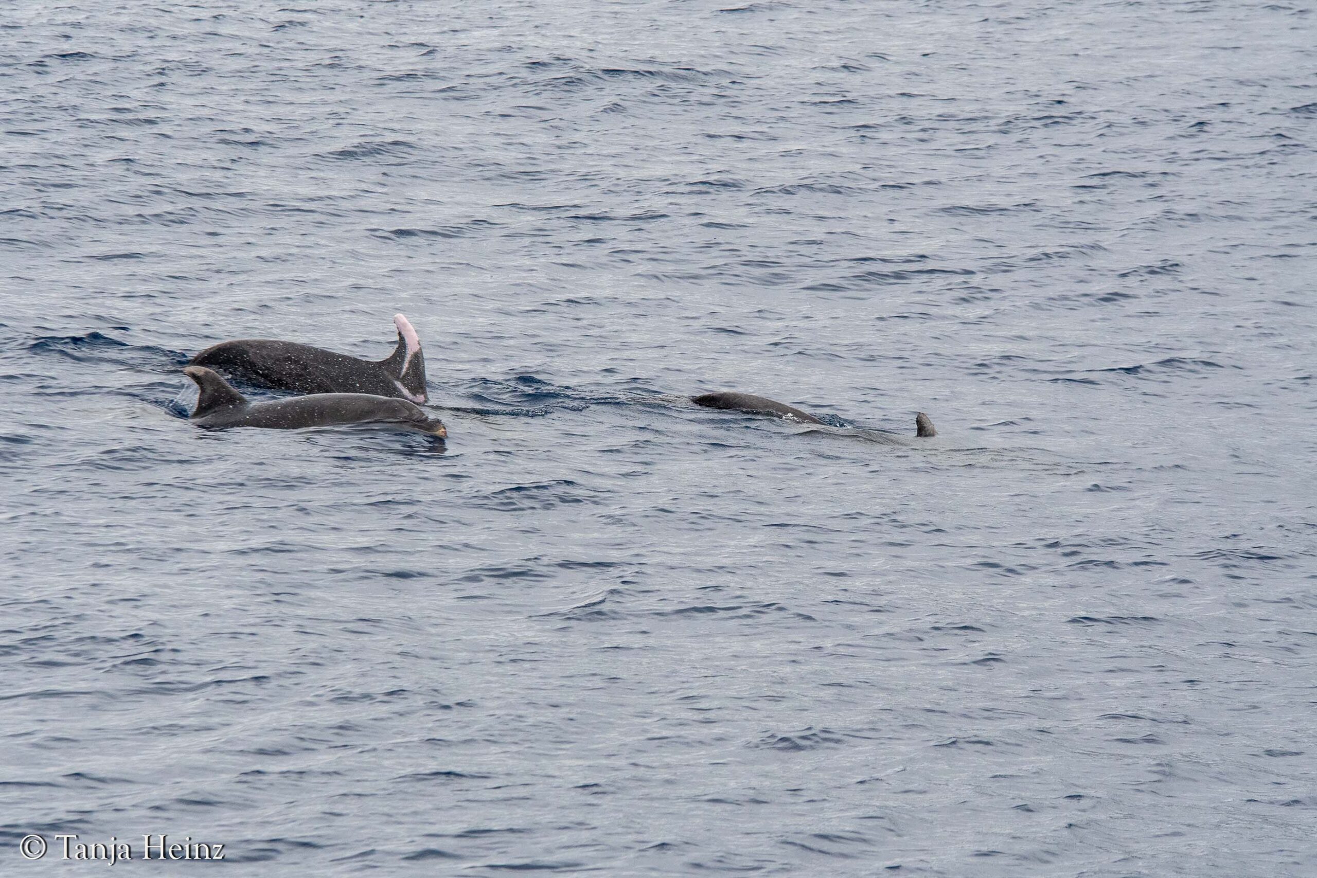 whales and dolphins in the Mediterranean Sea