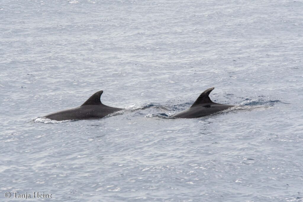 Wale und Delfine im Mittelmeer