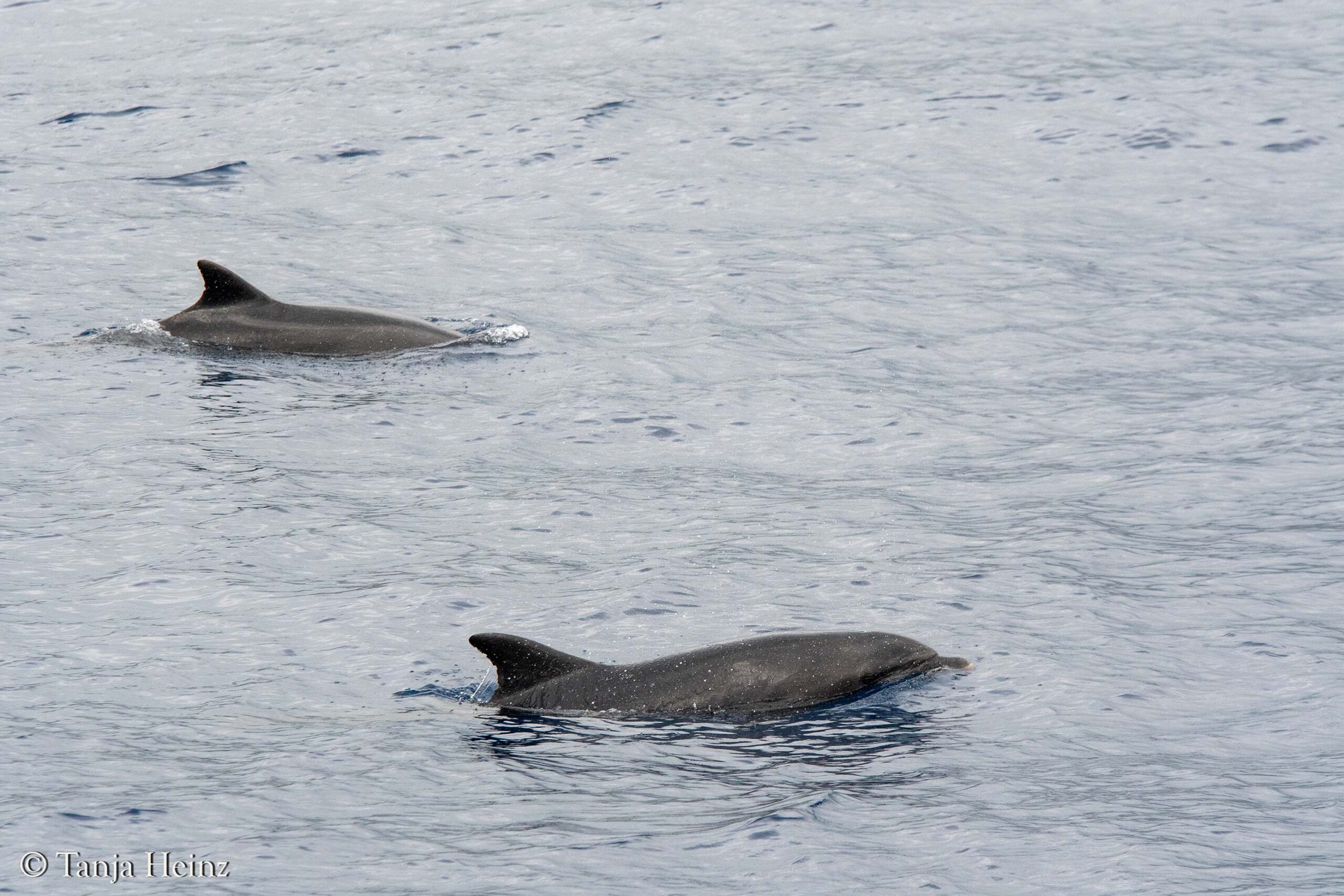 bottlenose dolphins in Sanremo