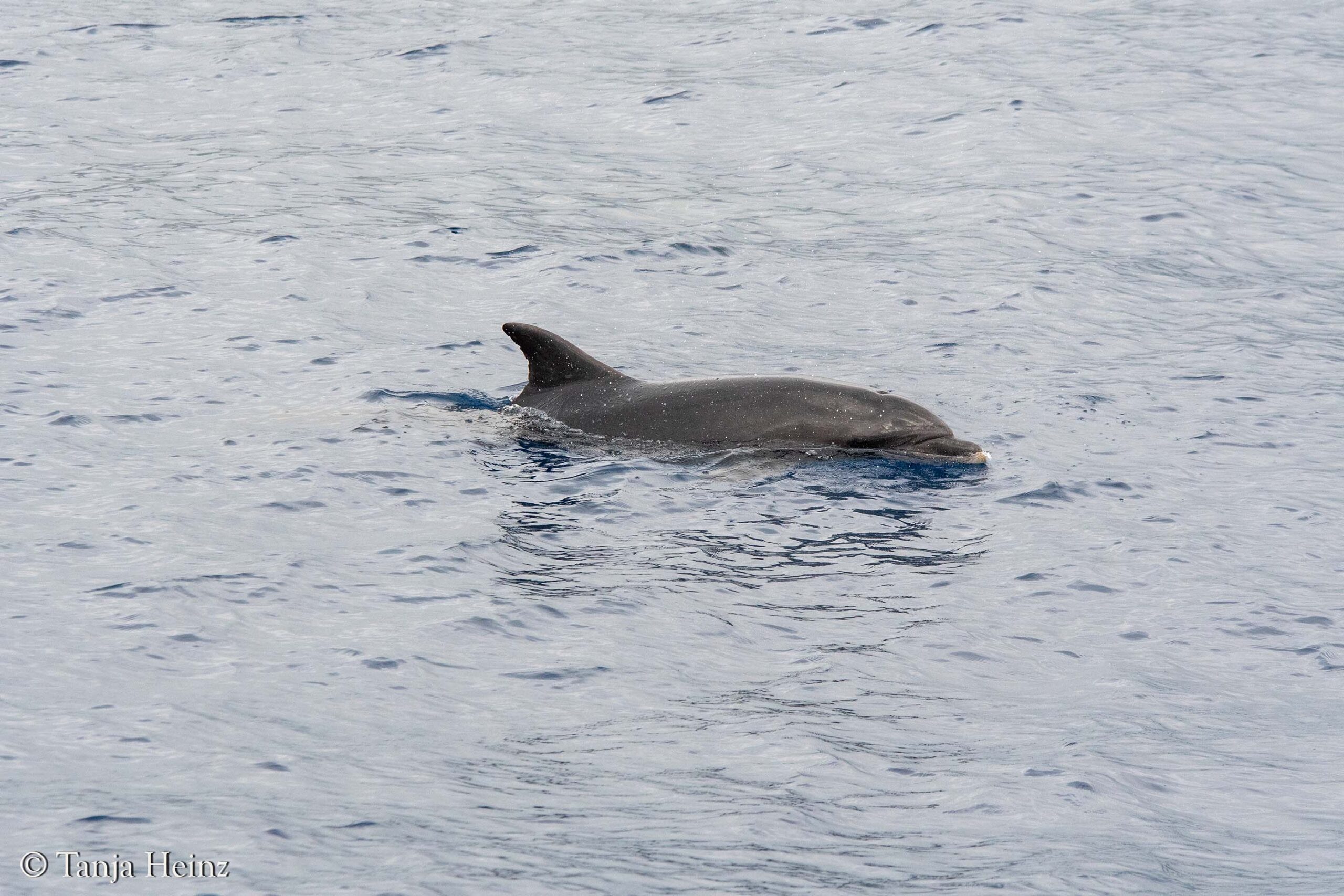 bottlenose dolphins in Sanremo