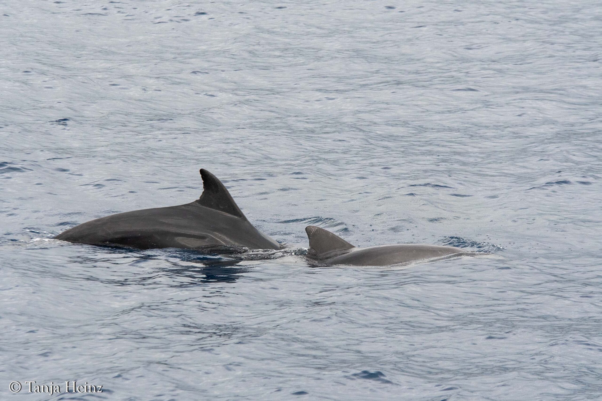 bottlenose dolphins in Sanremo
