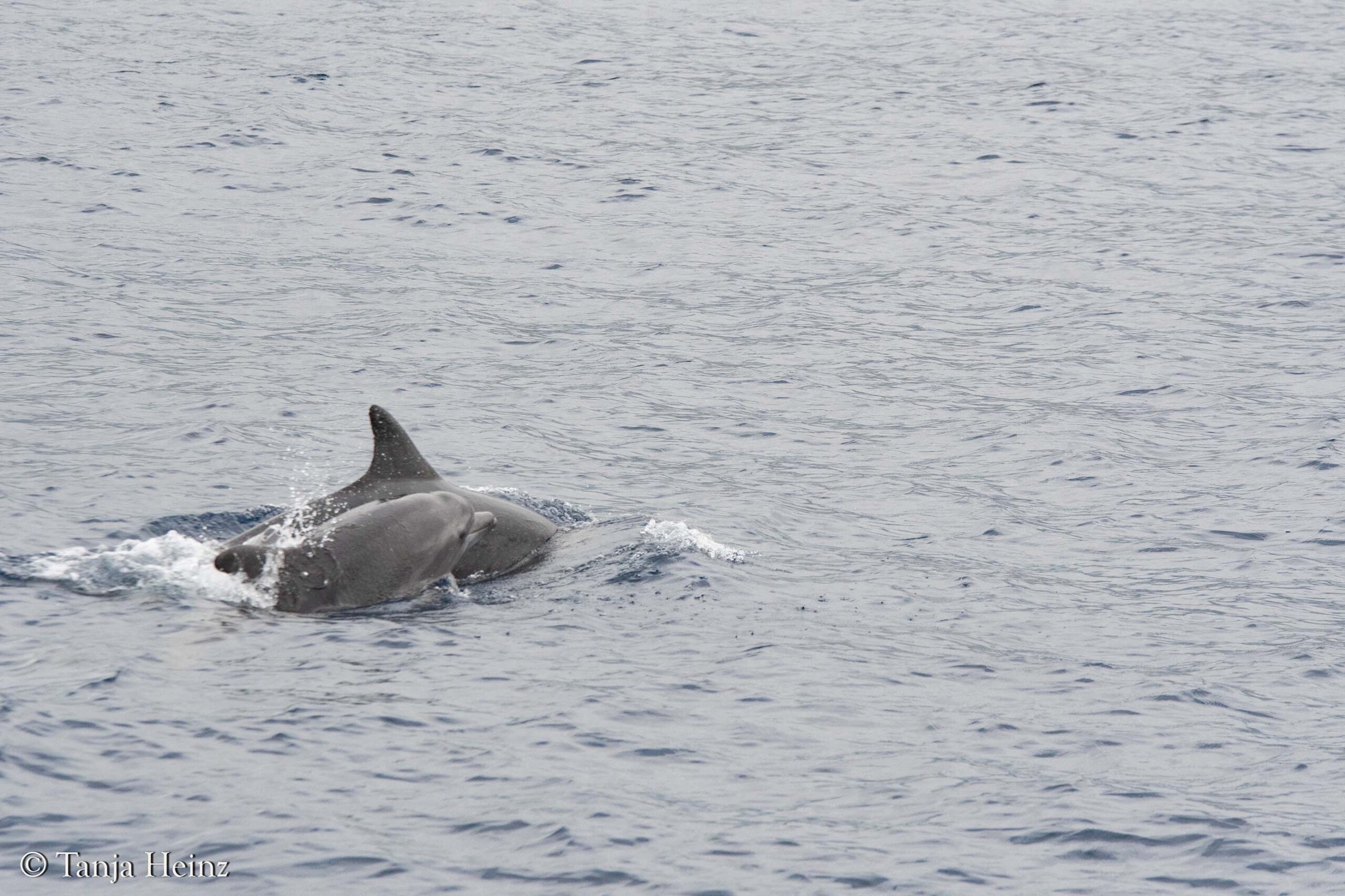 bottlenose dolphins in Sanremo