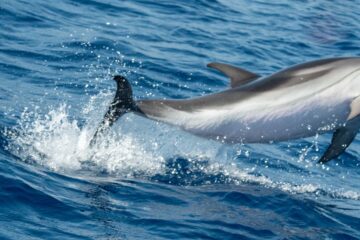 whales and dolphins in the Mediterranean Sea