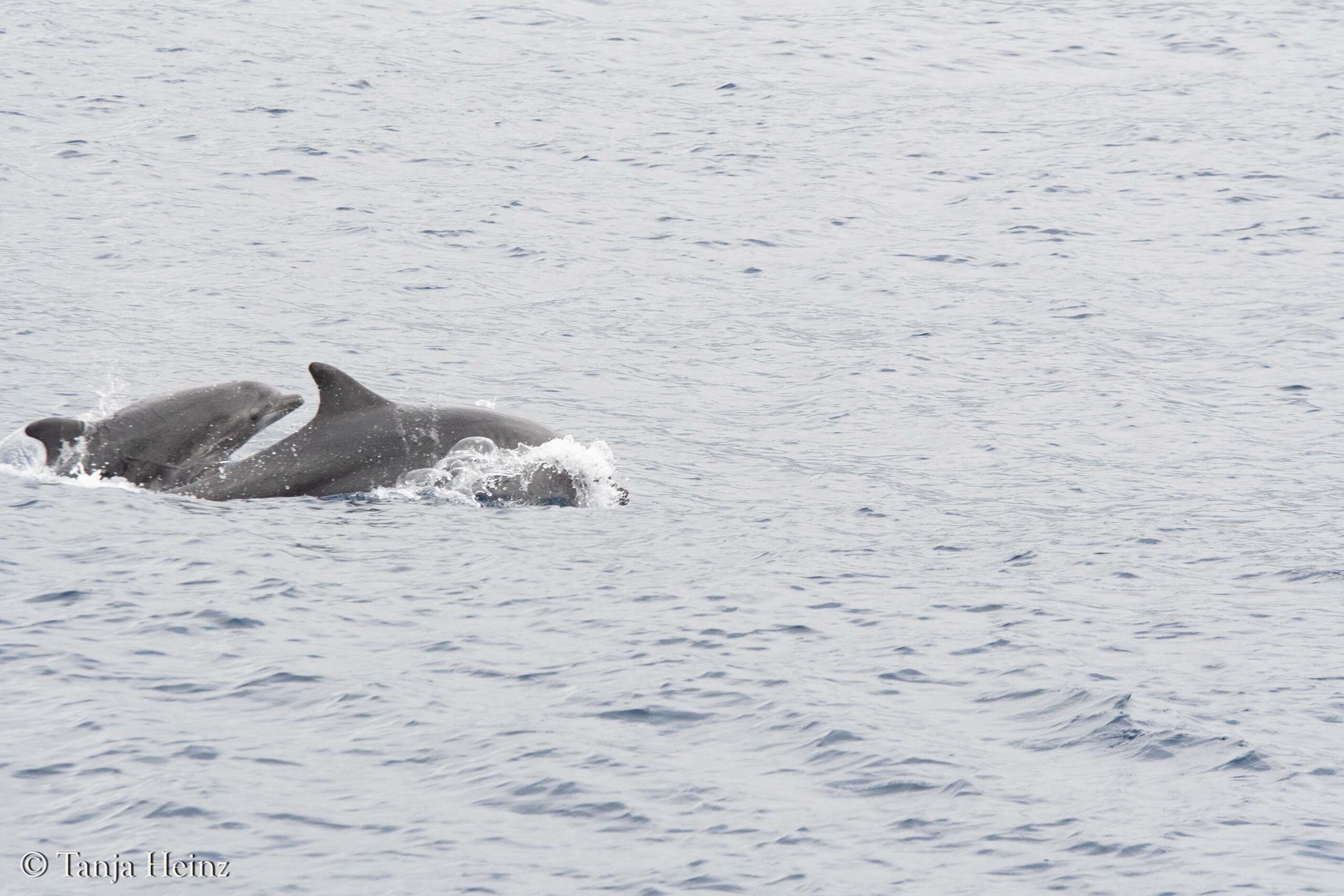 bottlenose dolphins in Sanremo
