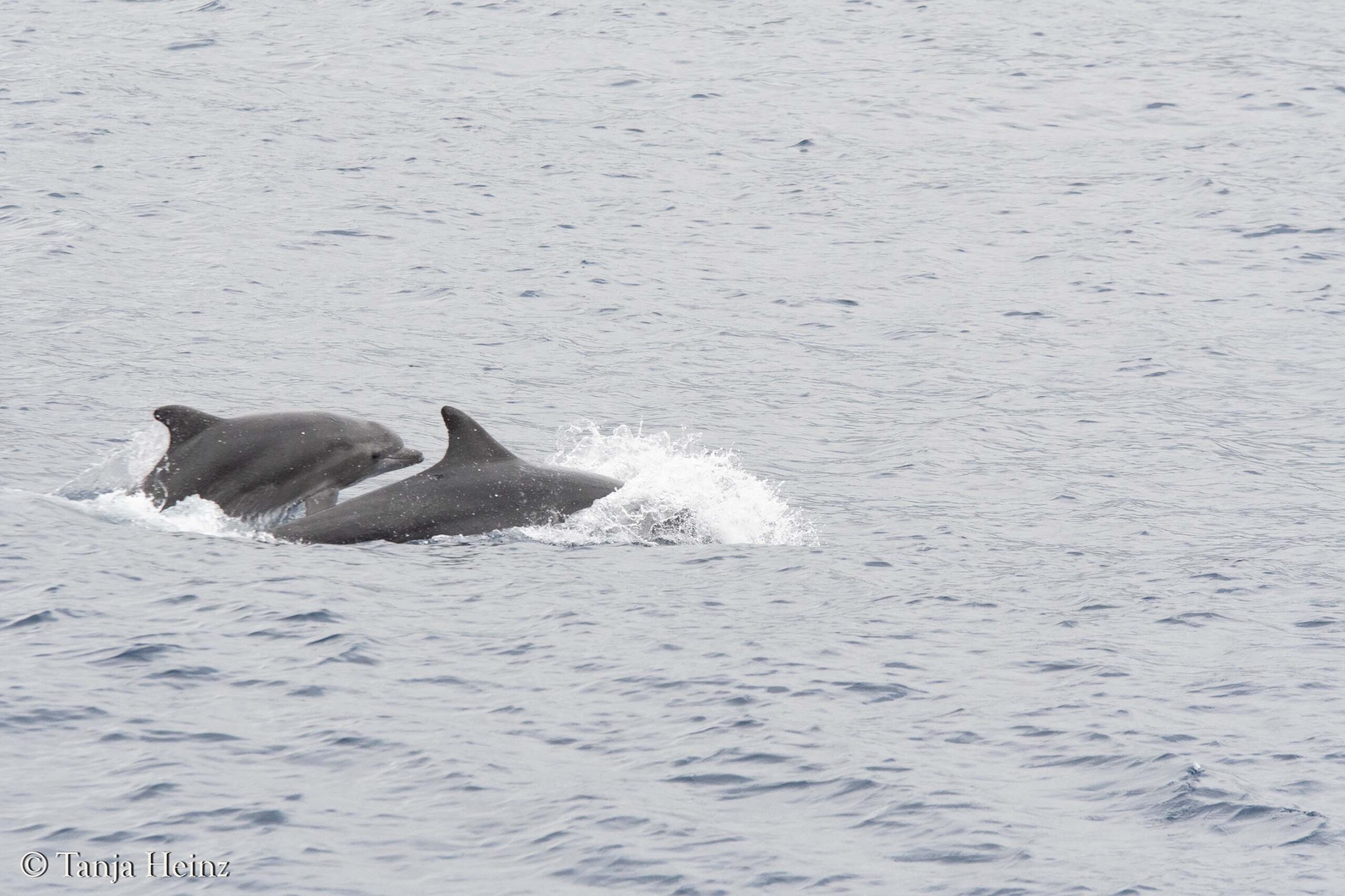 bottlenose dolphins in Sanremo