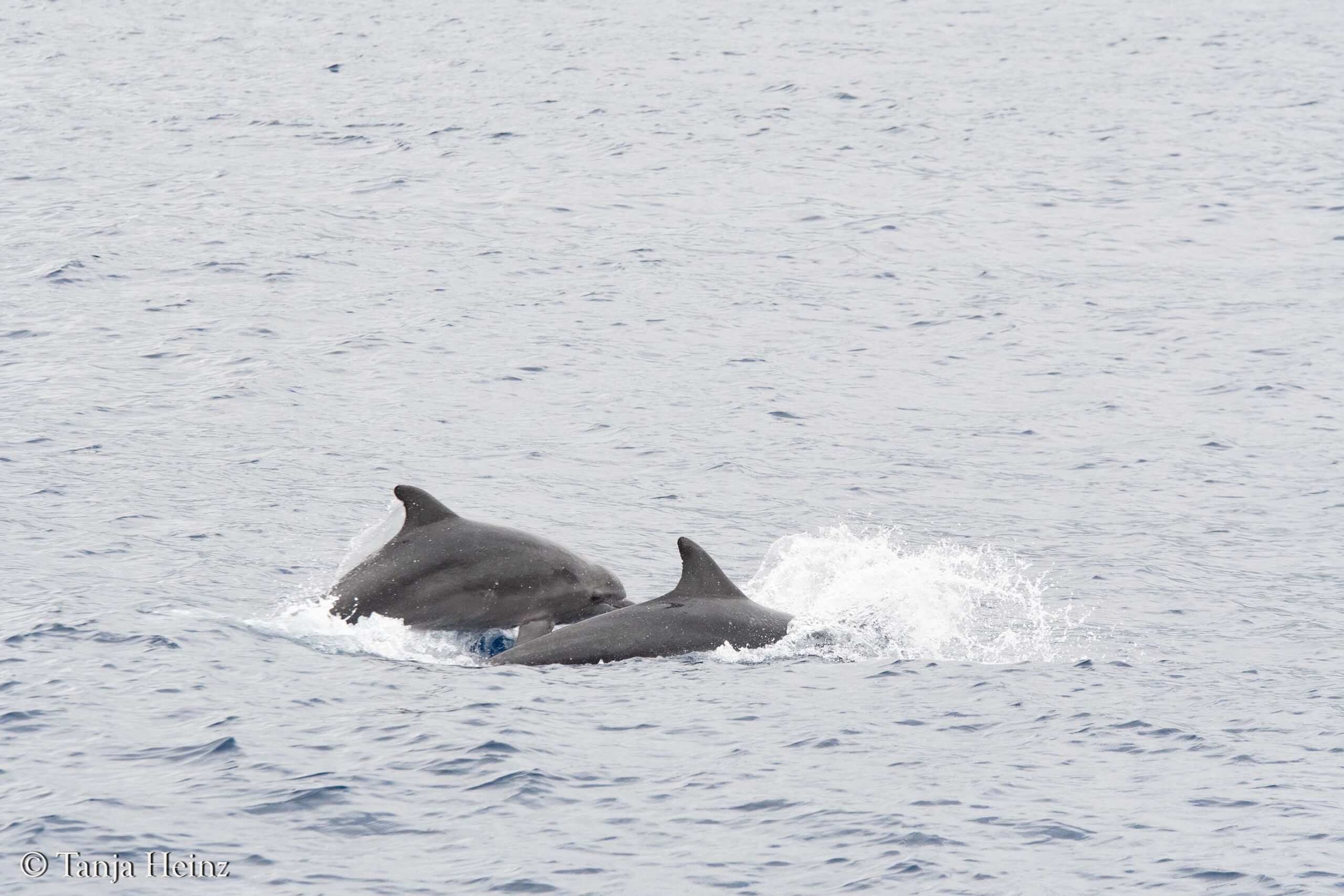 bottlenose dolphins in Sanremo
