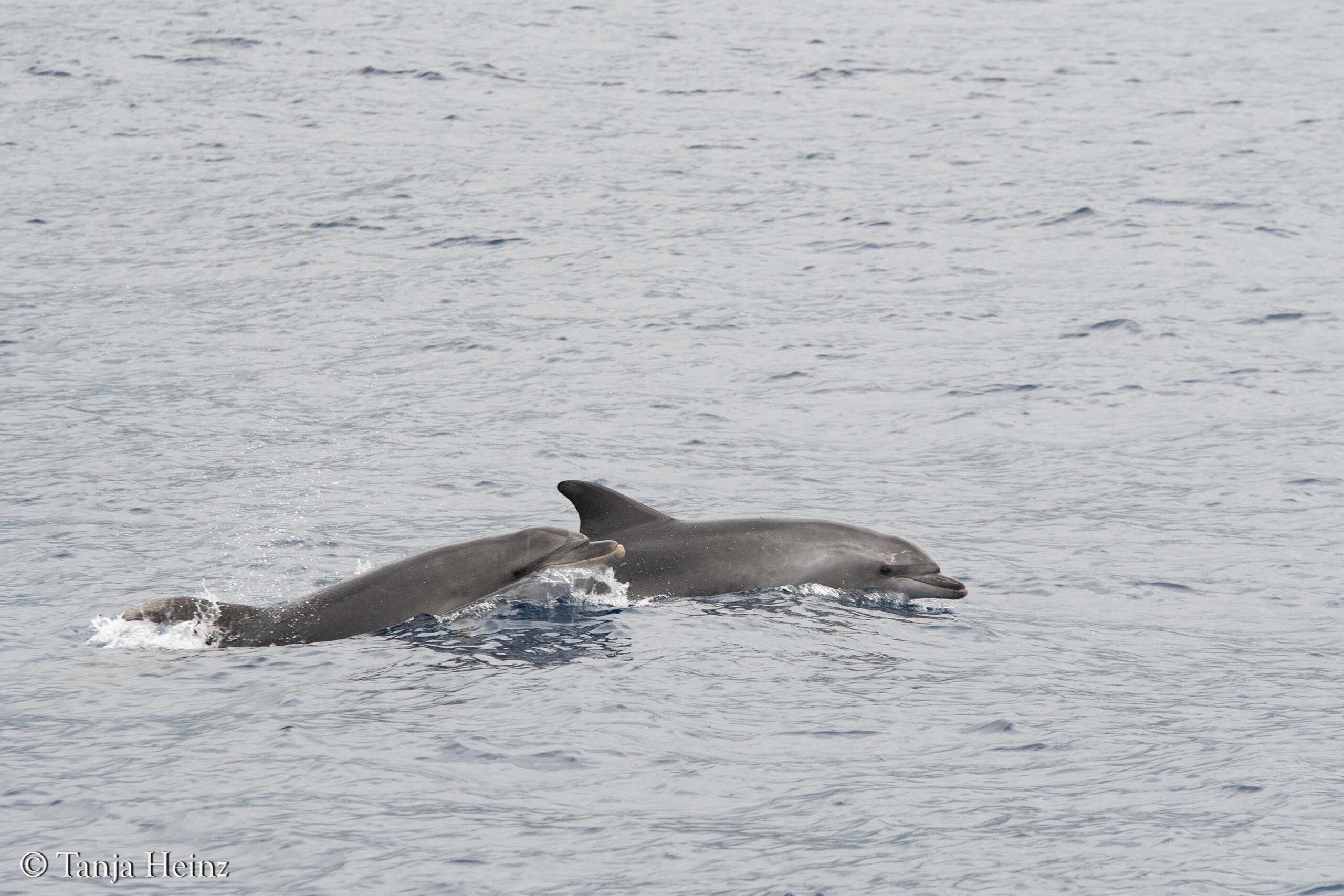 bottlenose dolphins in Sanremo