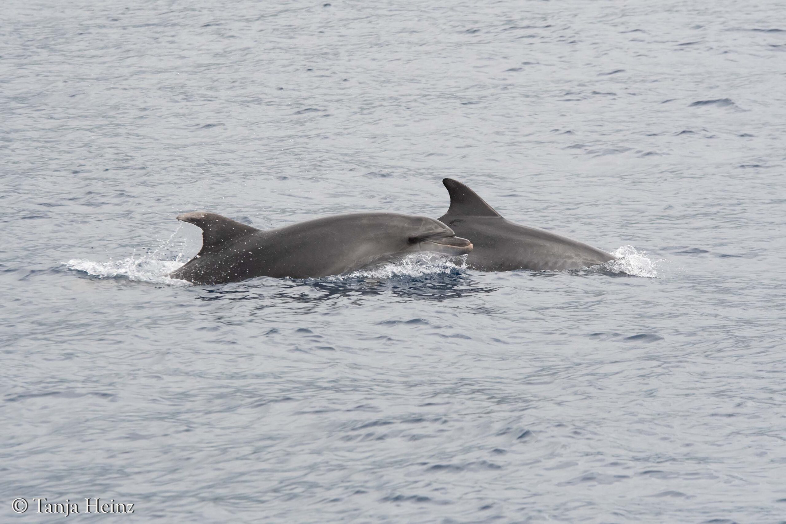 bottlenose dolphins in Sanremo