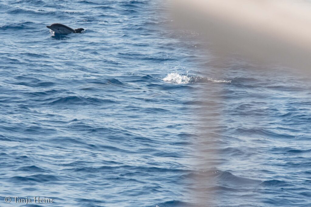 Blau-weißer Delfin im Mittelmeer