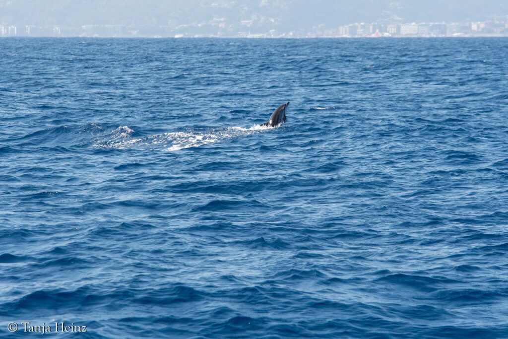 Blau-weißer Delfin im Mittelmeer