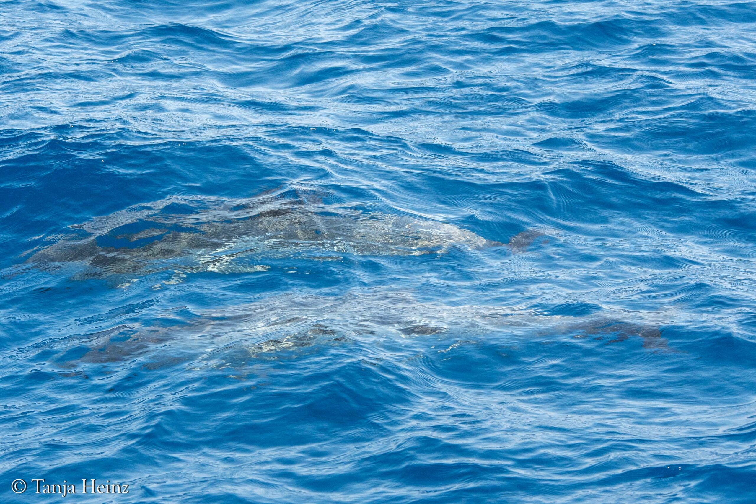 striped dolphins in the Mediterranean Sea